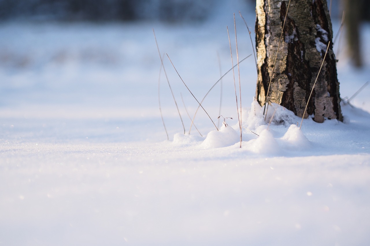 snow tree minimal free photo