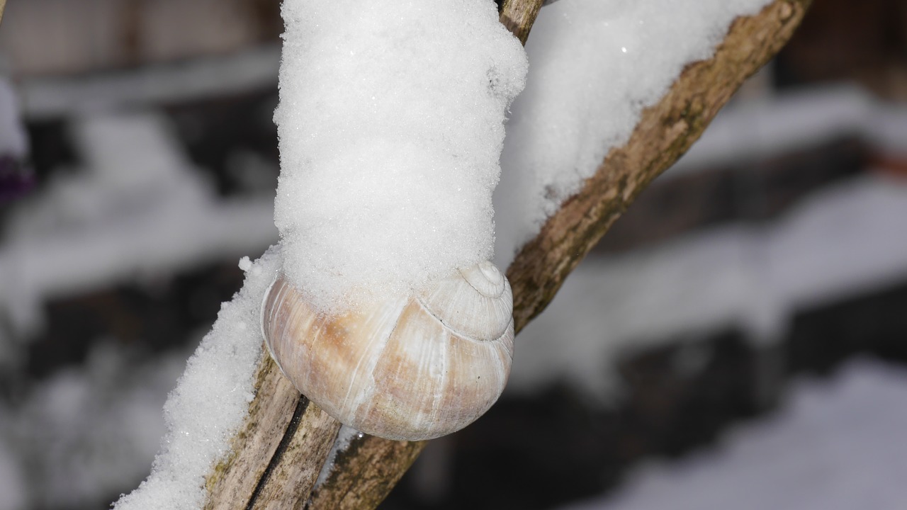 snow shell snail tree free photo