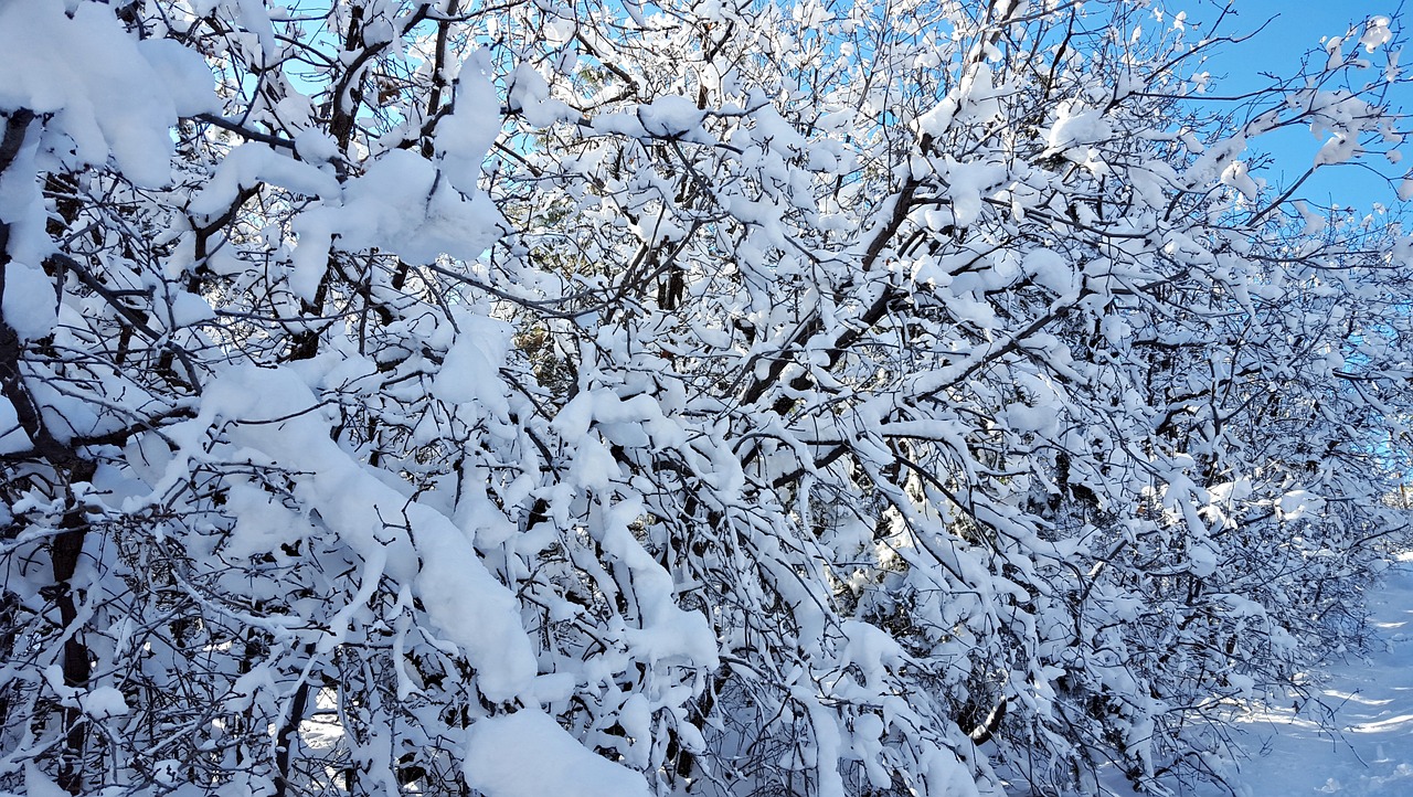 snow trees winter free photo