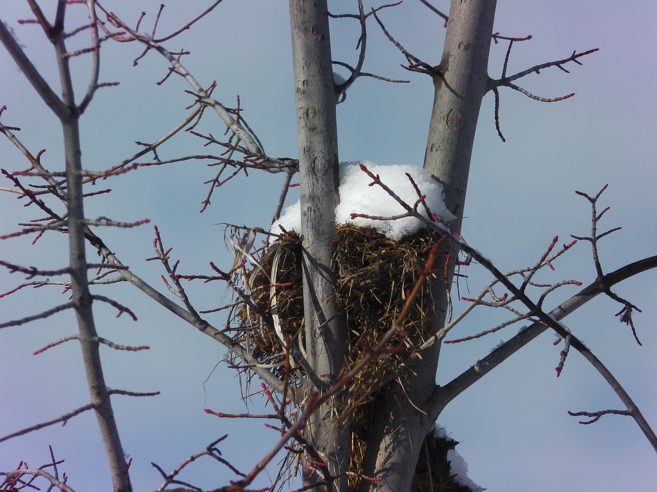 snow bird nest free photo