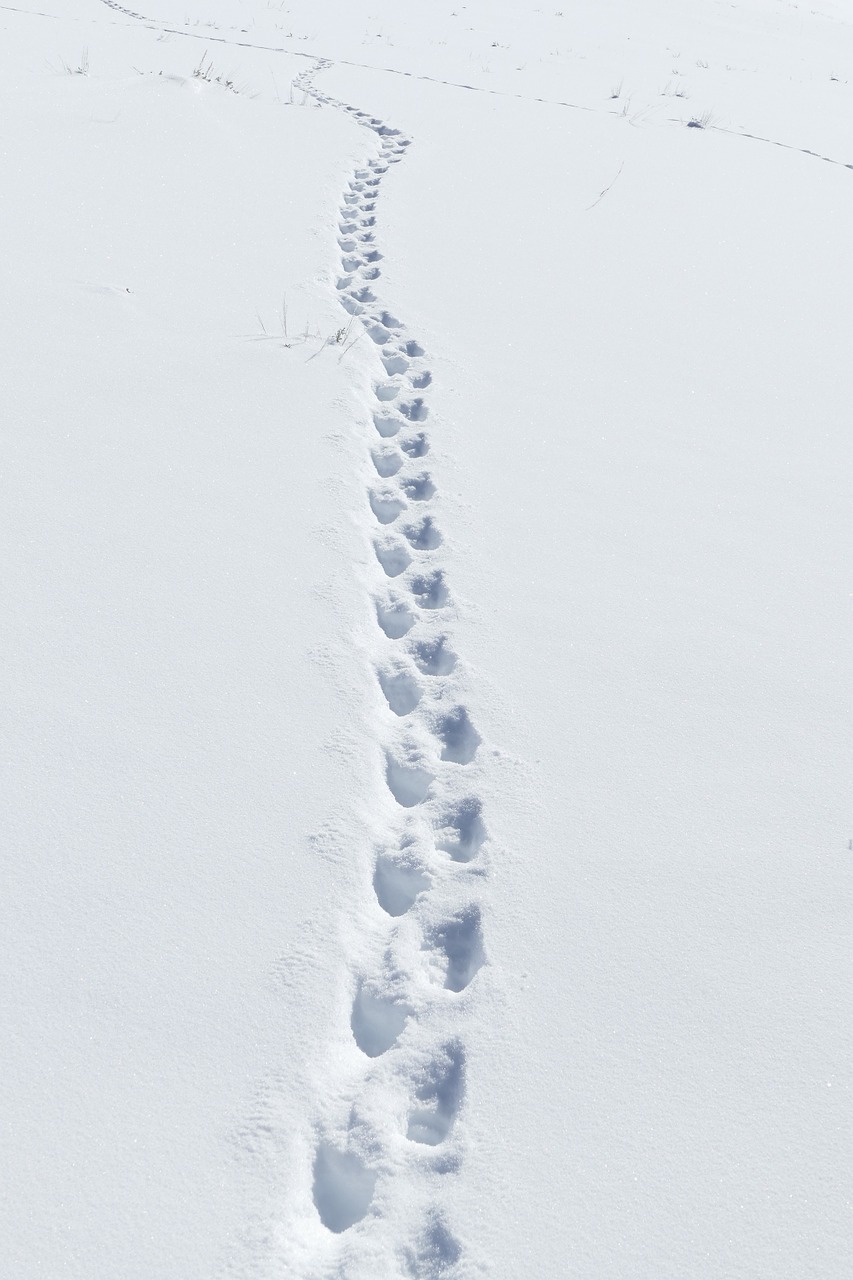 snow badger tracks wildlife free photo