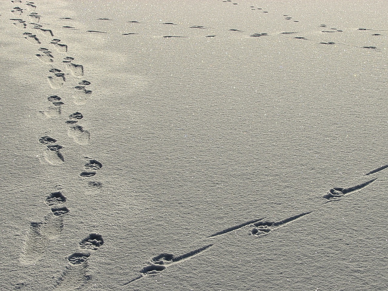 snow tracks winter free photo