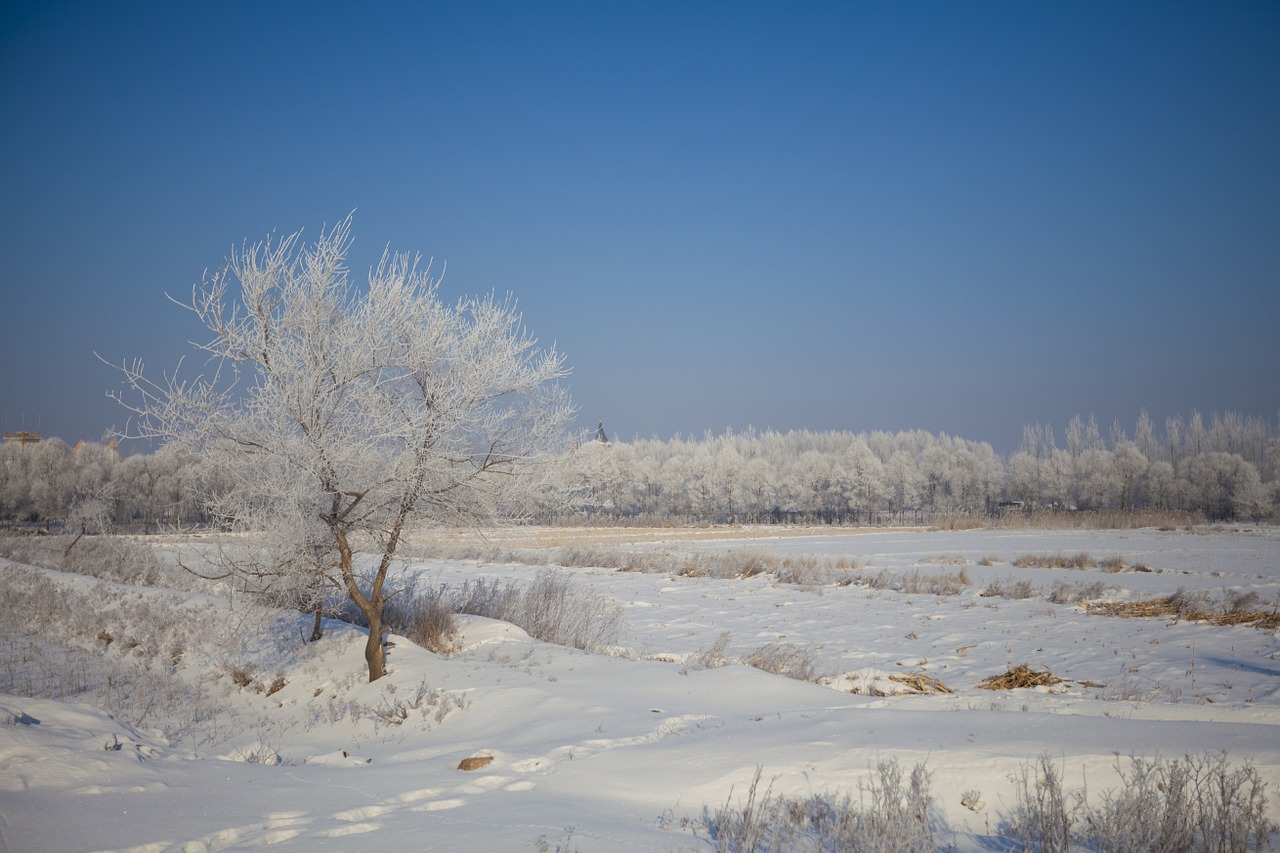 snow tree winter free photo