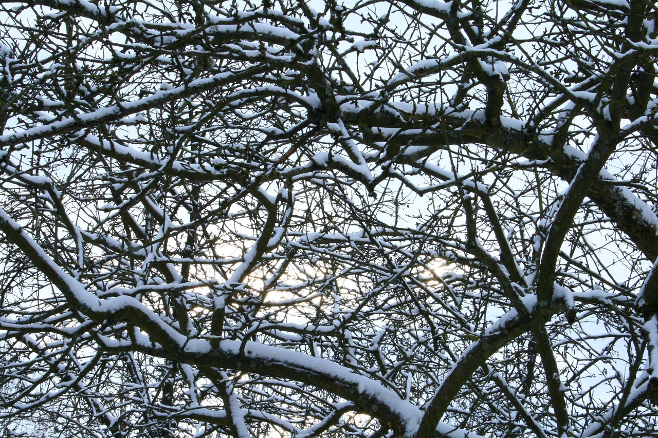 snow trees winter free photo