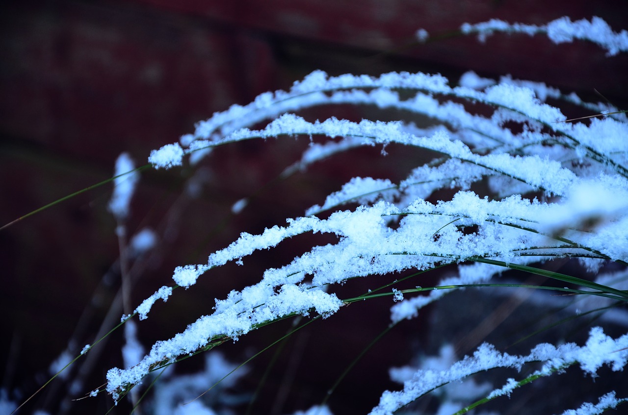 snow branches cold free photo