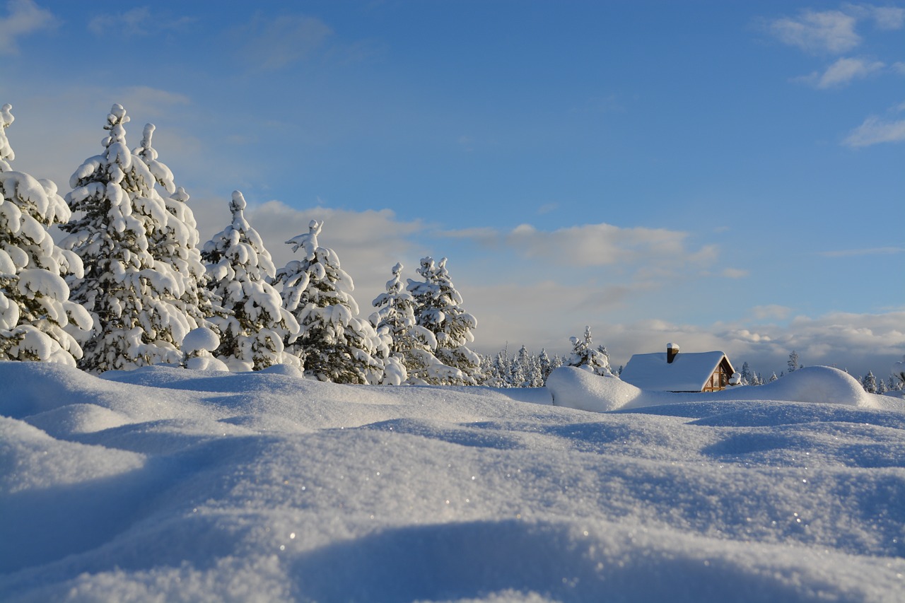 snow trees cold free photo