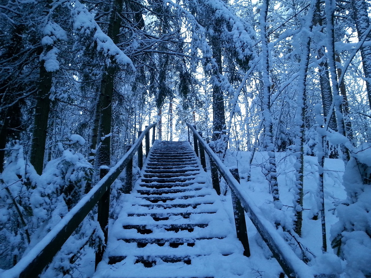 snow forest path free photo