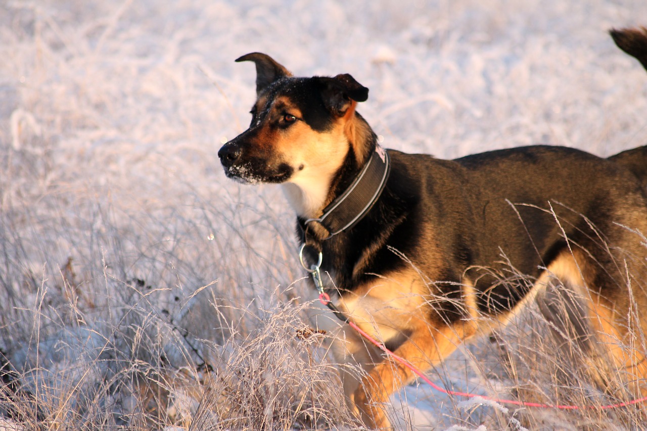 snow dog grown up free photo