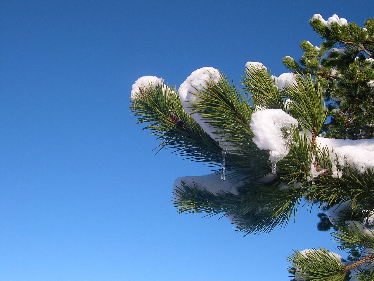 snow branch pine free photo