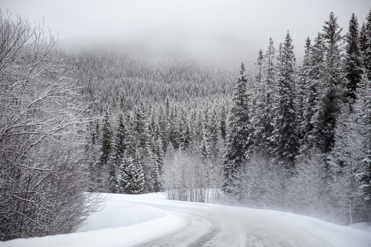 snow evergreen trees winding road free photo
