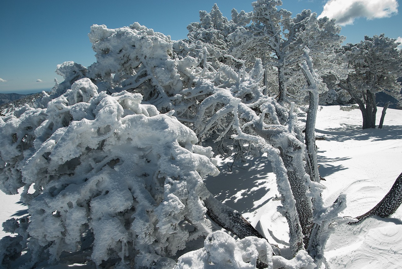 snow tree winter free photo