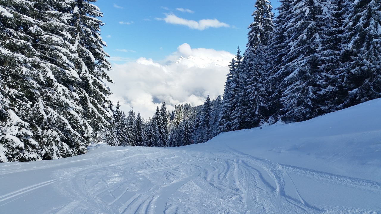 snow scene trees free photo