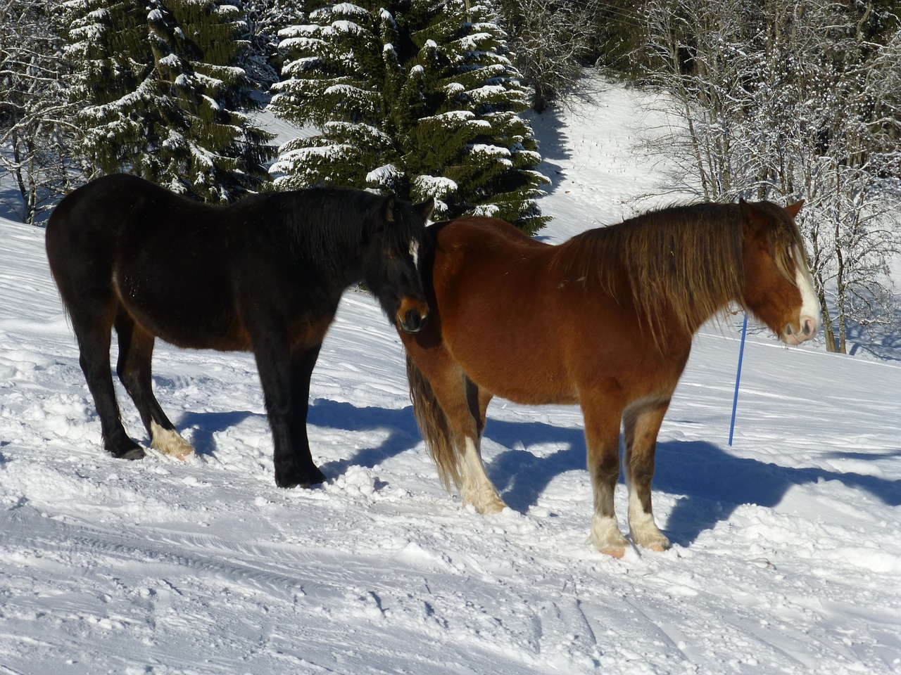 snow horses animal free photo