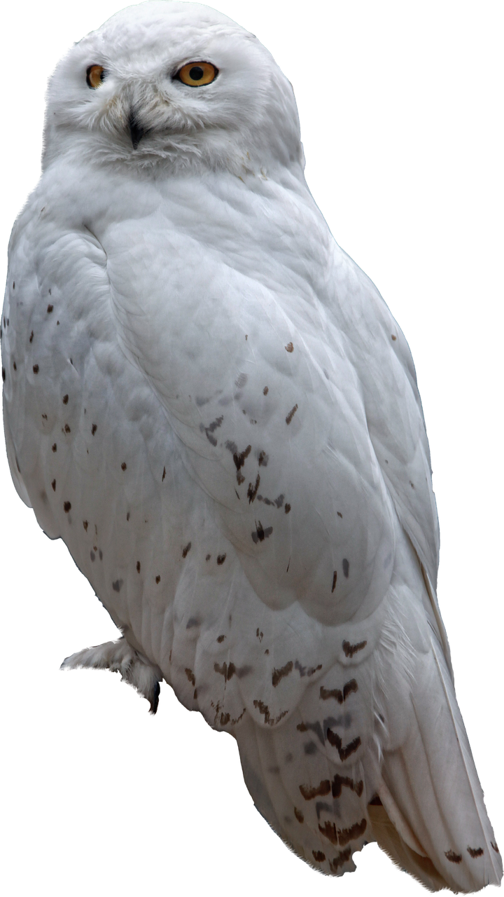 snow owl winter free photo