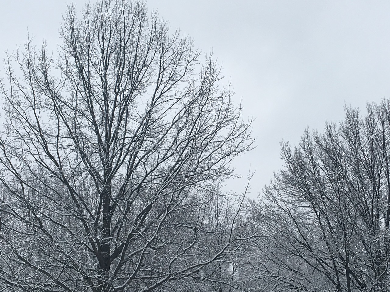 snow trees sky free photo