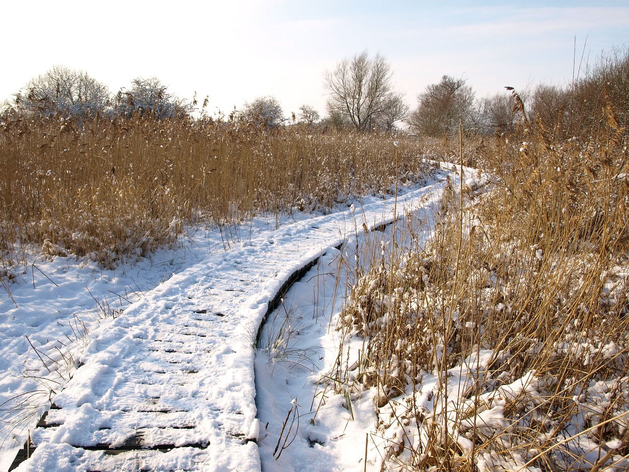 snow track winter free photo