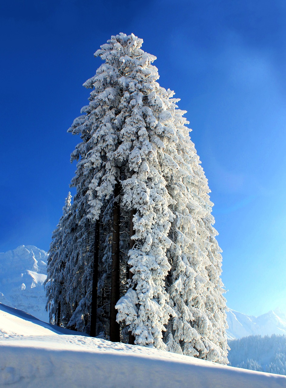 snow tree winter free photo