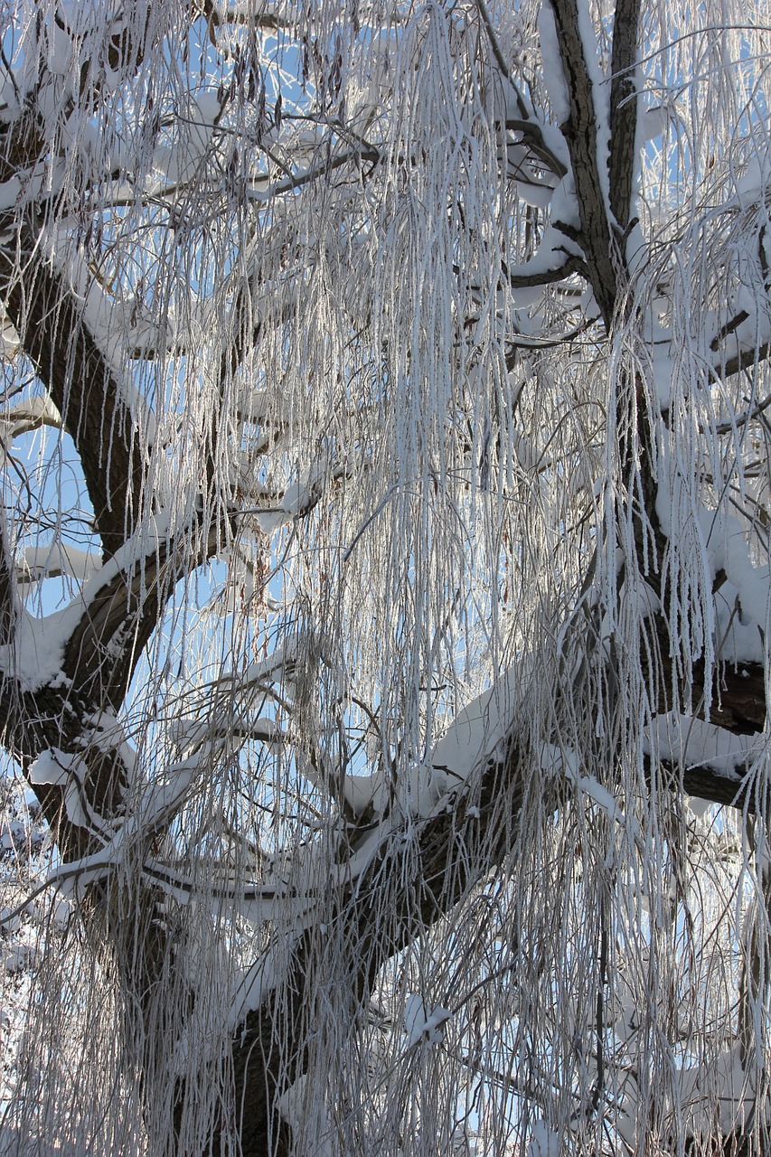 snow ice tree free photo