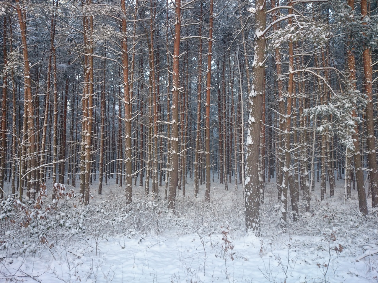 snow forest winter free photo