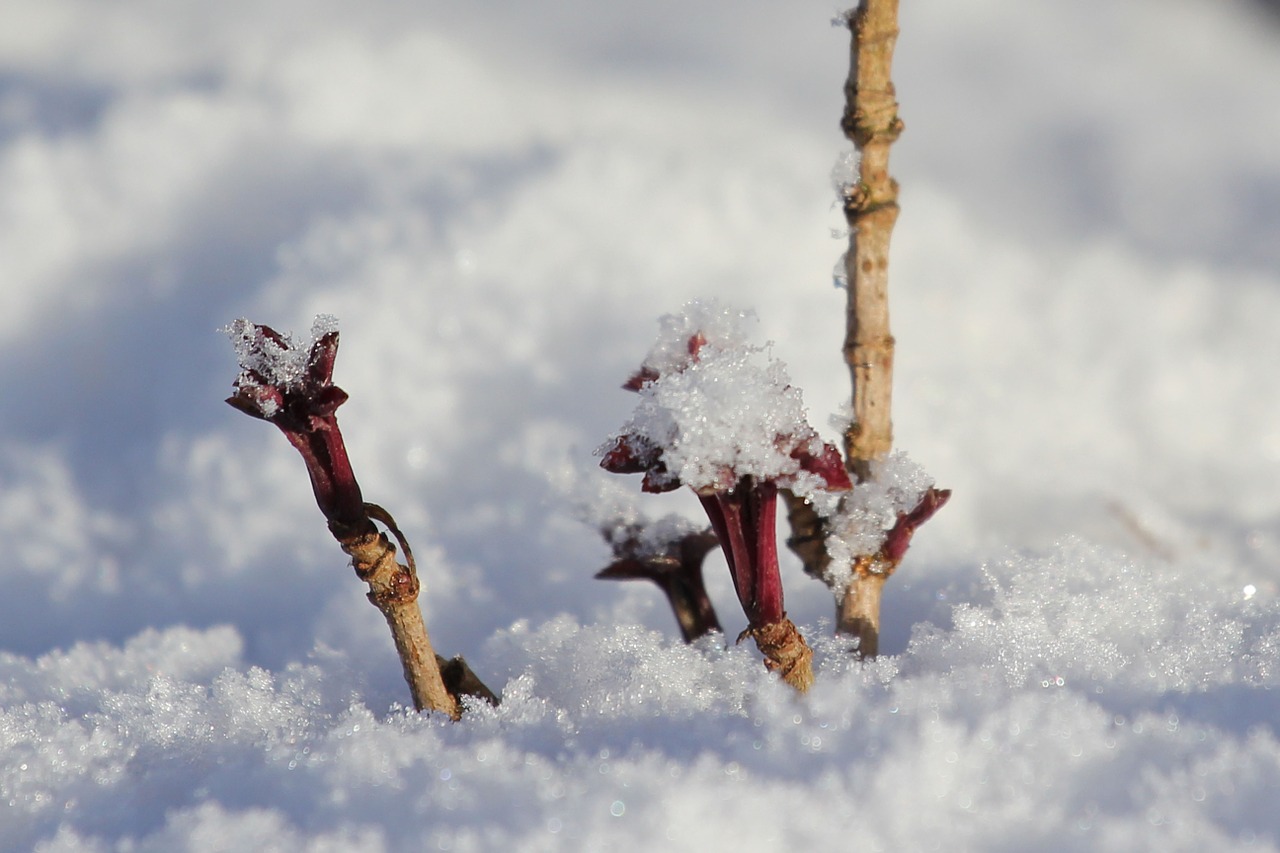 snow shoot hope free photo