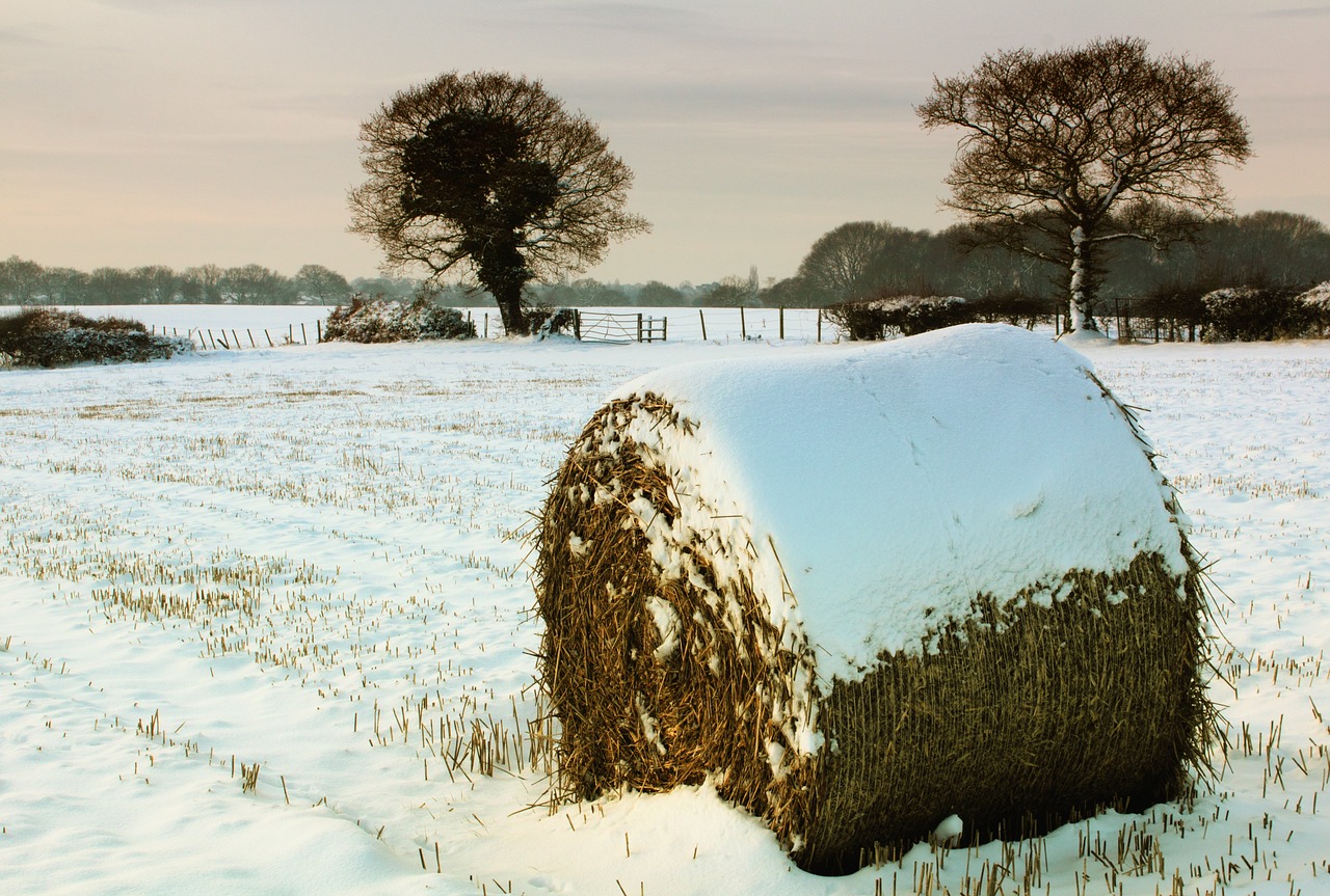 snow hay bale free photo