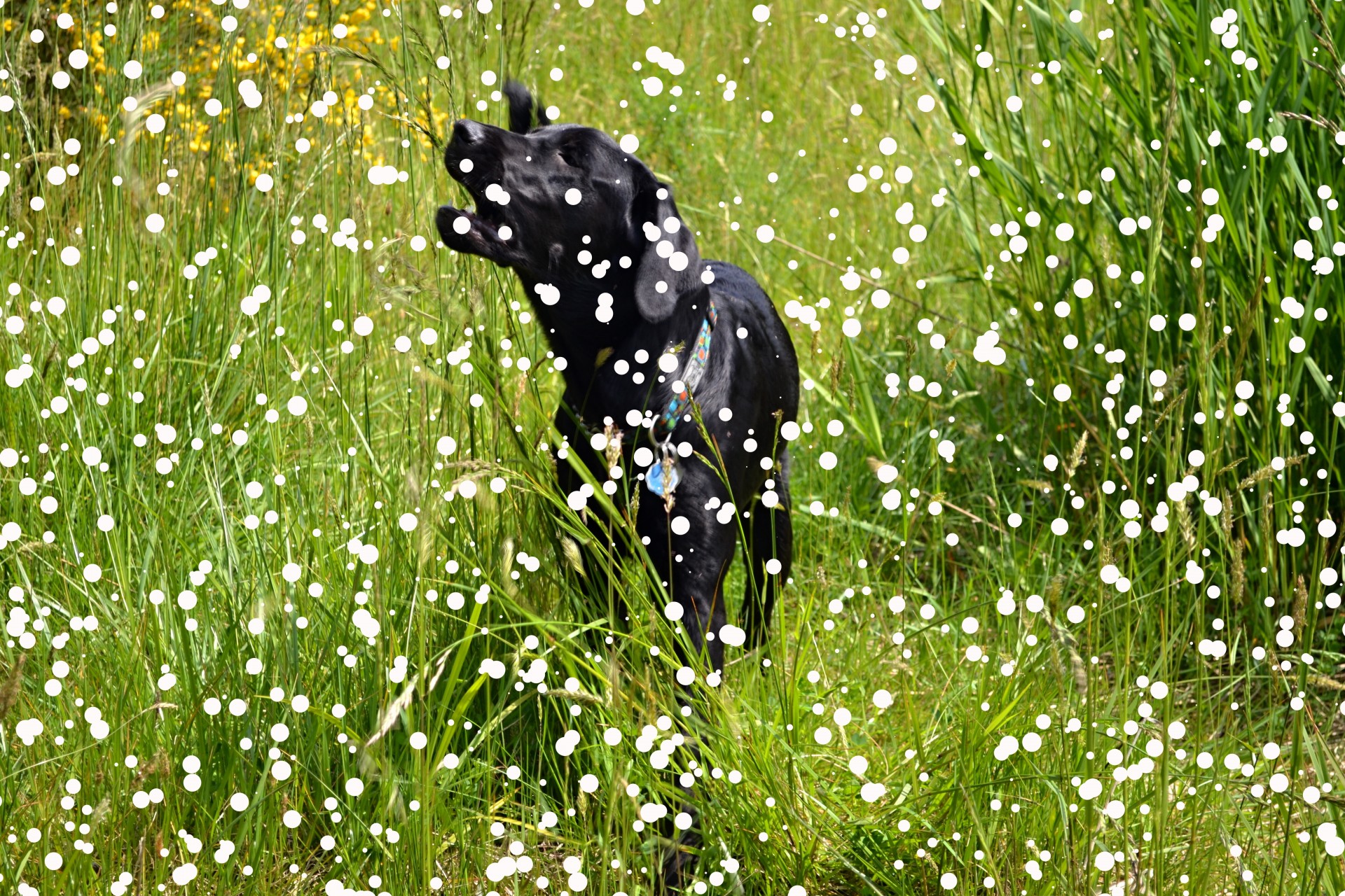 snow summer dog free photo