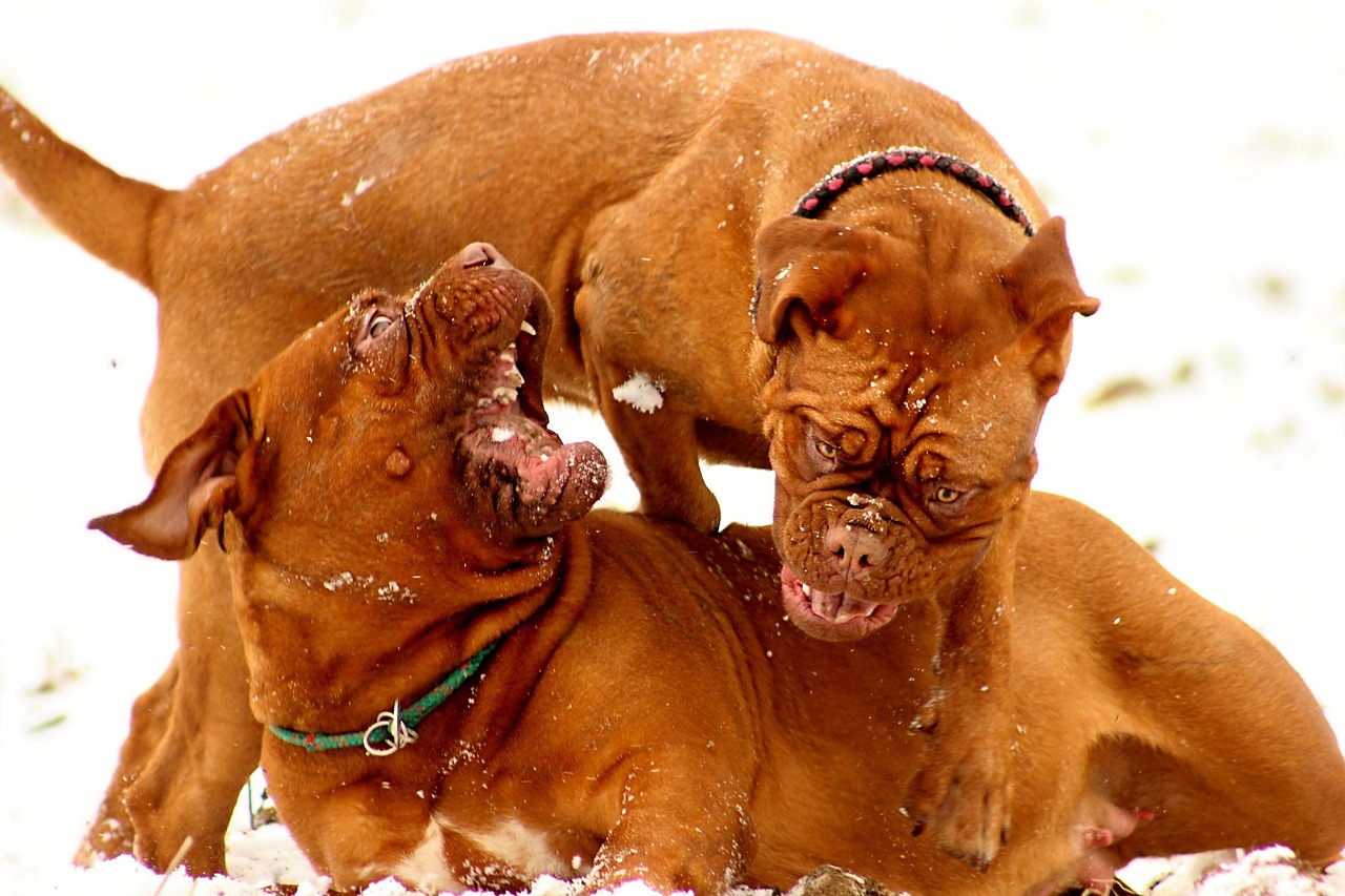 snow dog de free photo