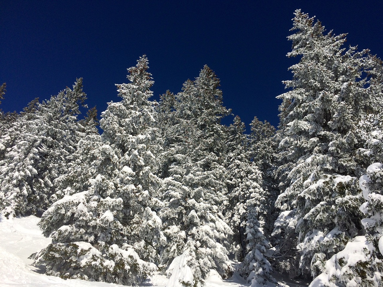 snow winter fir free photo