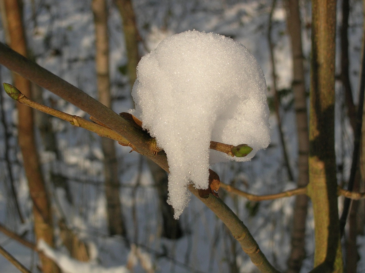 snow winter branch free photo