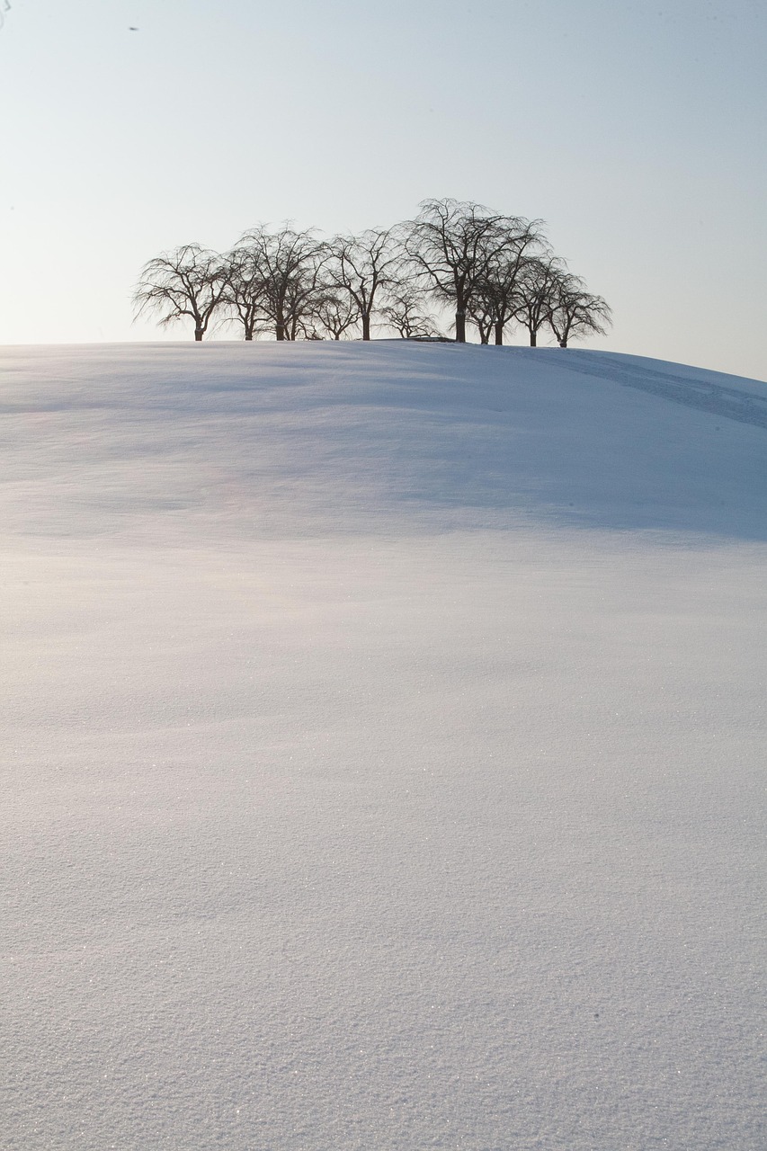 snow forest cemetery tree free photo