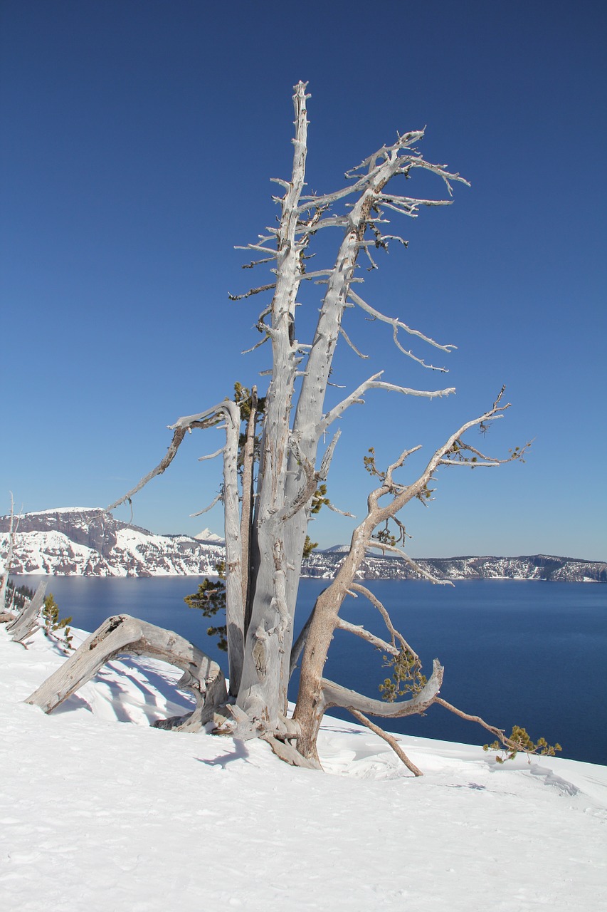 snow tree crater free photo