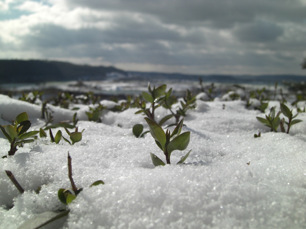 snow close winter free photo