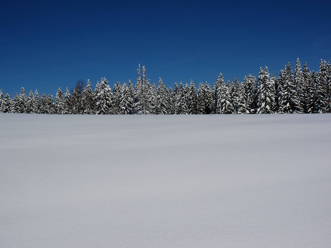 snow fir landscape free photo