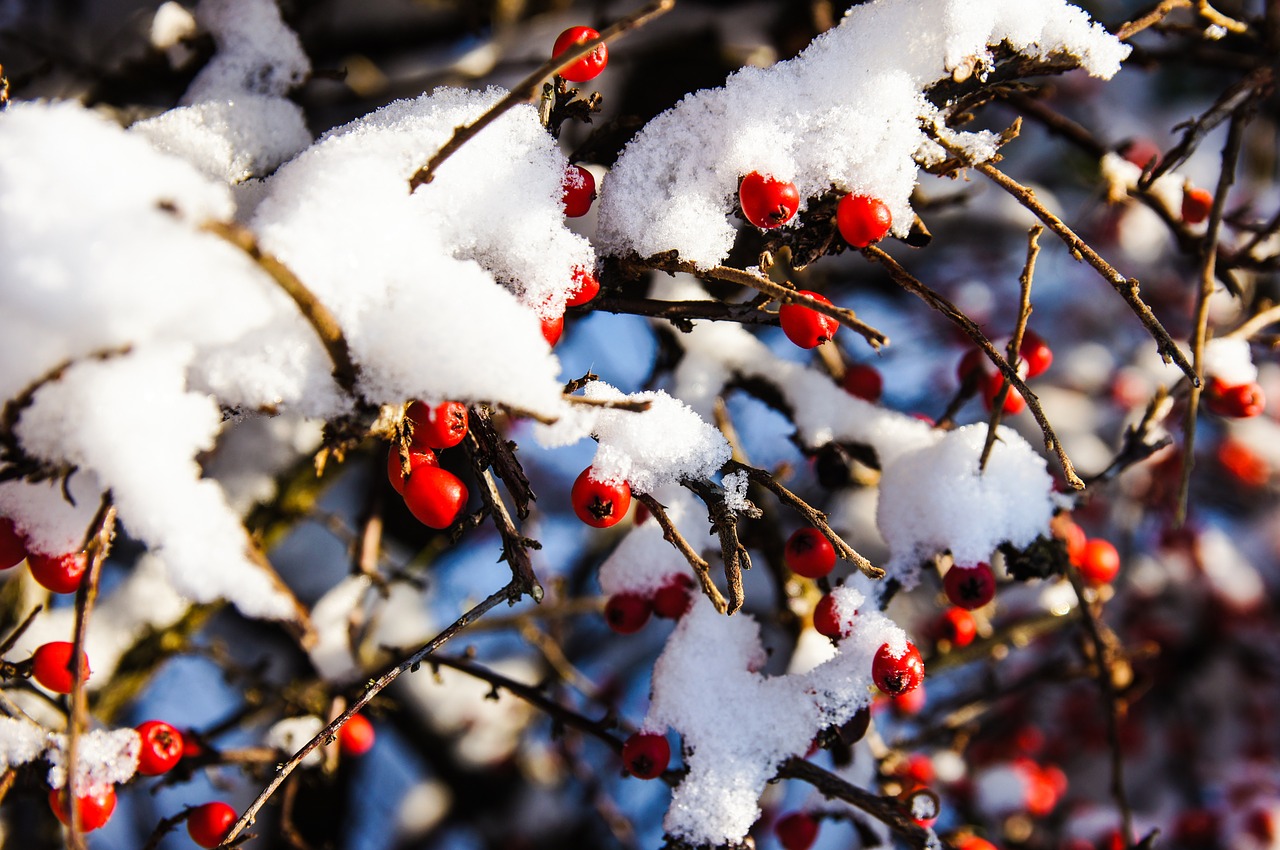 Snow,berries,bush,winter,nature - free image from needpix.com