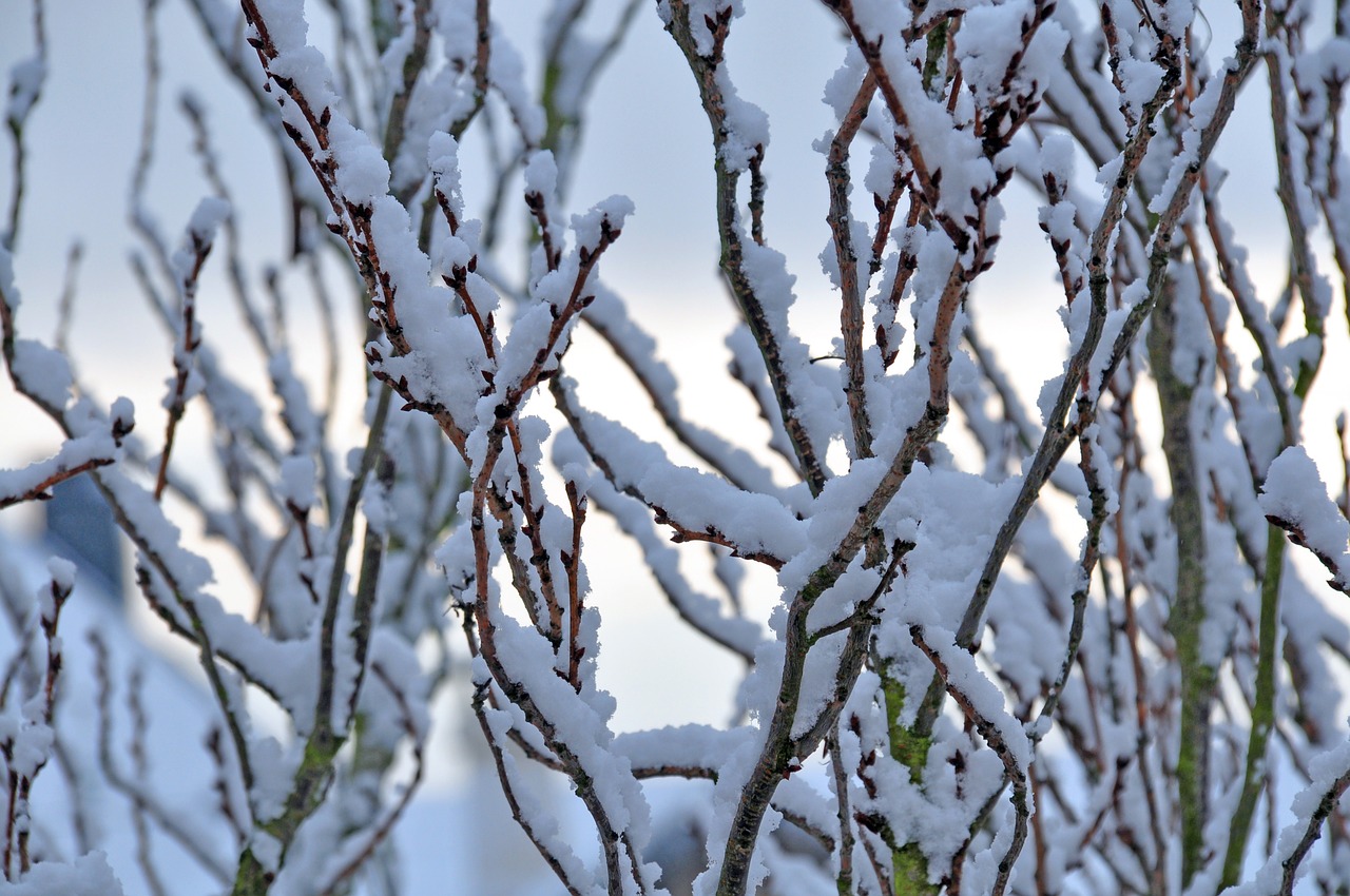 snow forest winter free photo