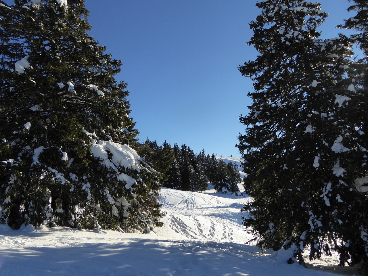 snow fir mountain free photo