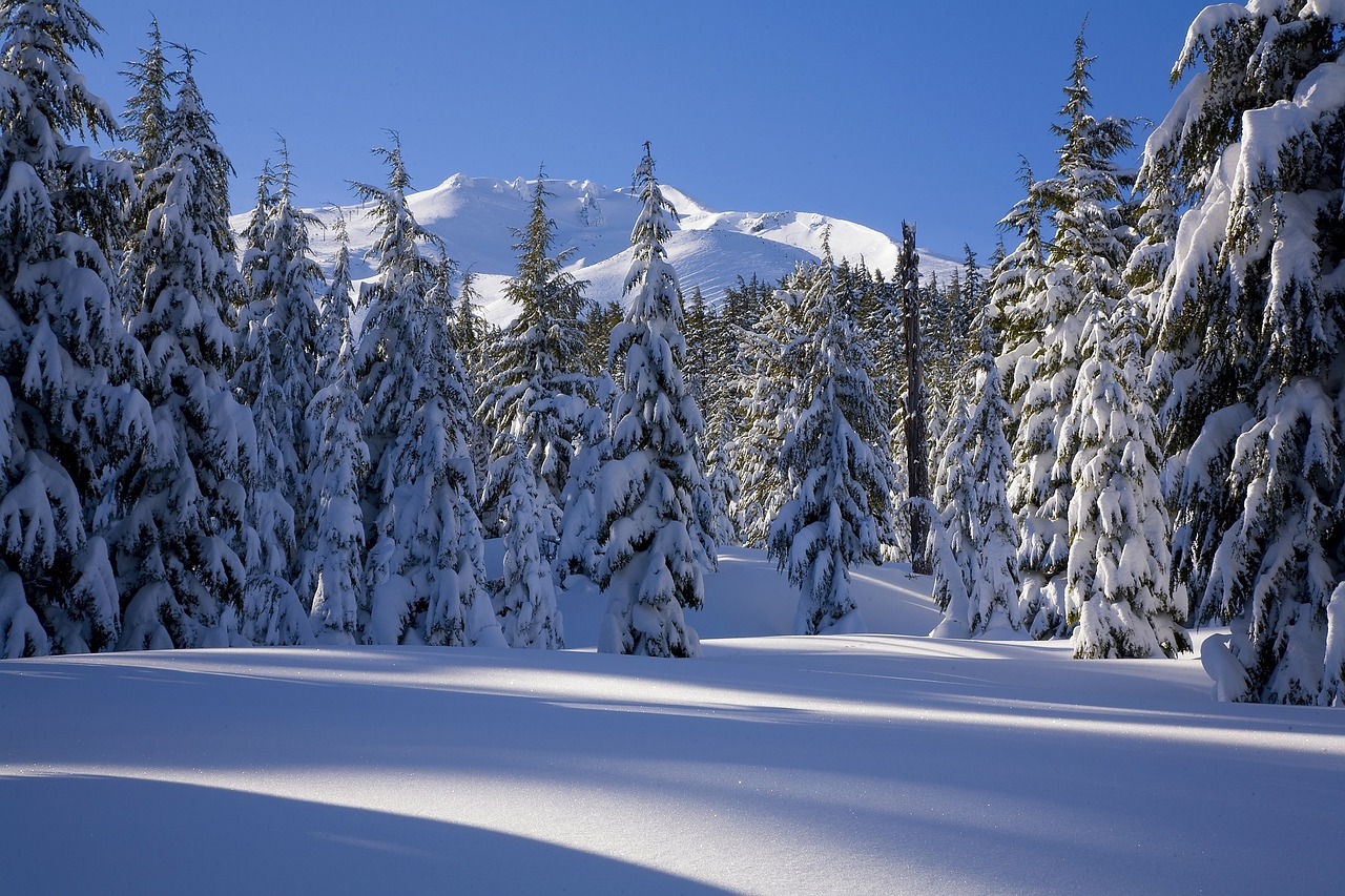 snow forest winter free photo