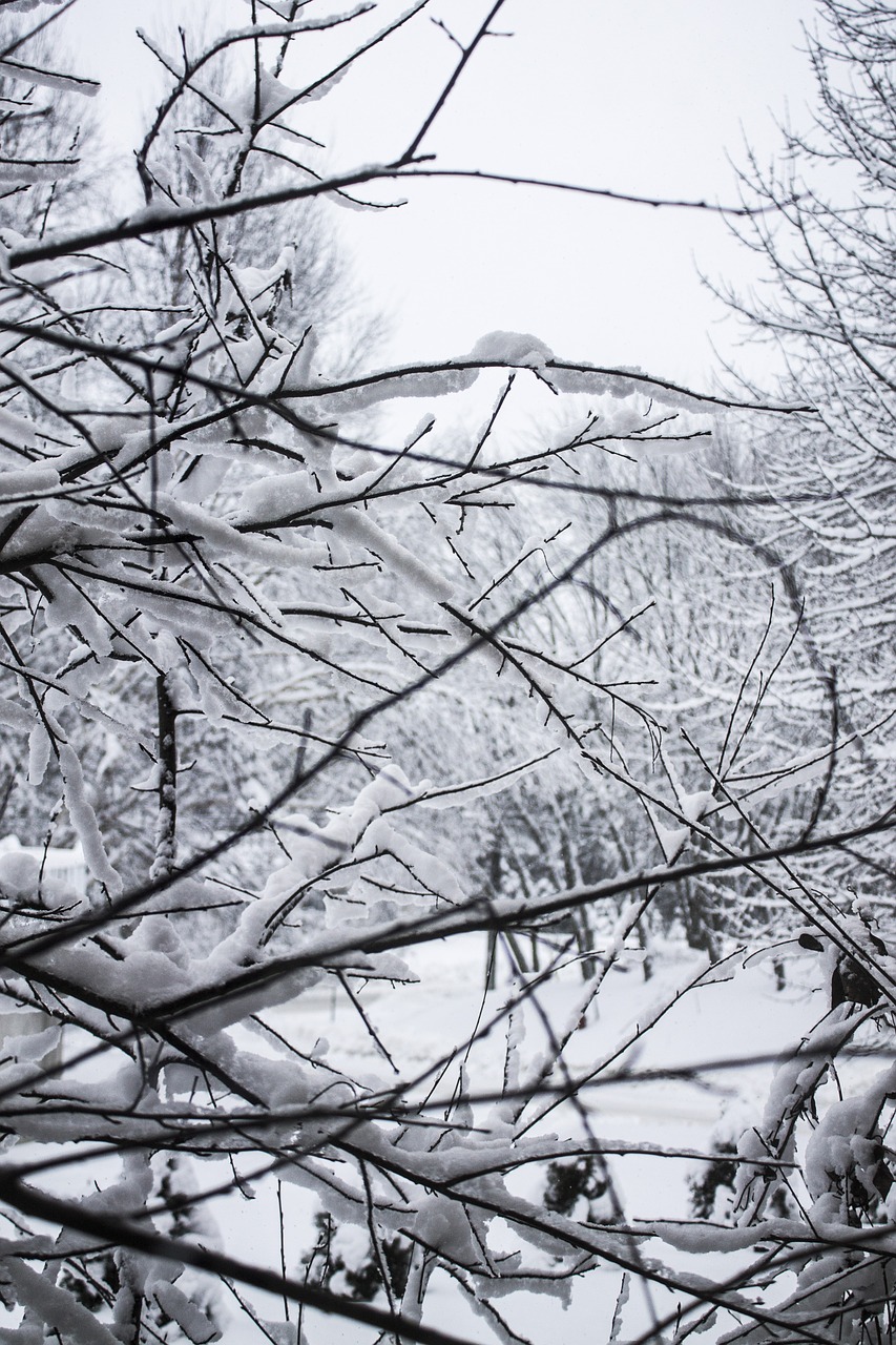 snow tree cold free photo