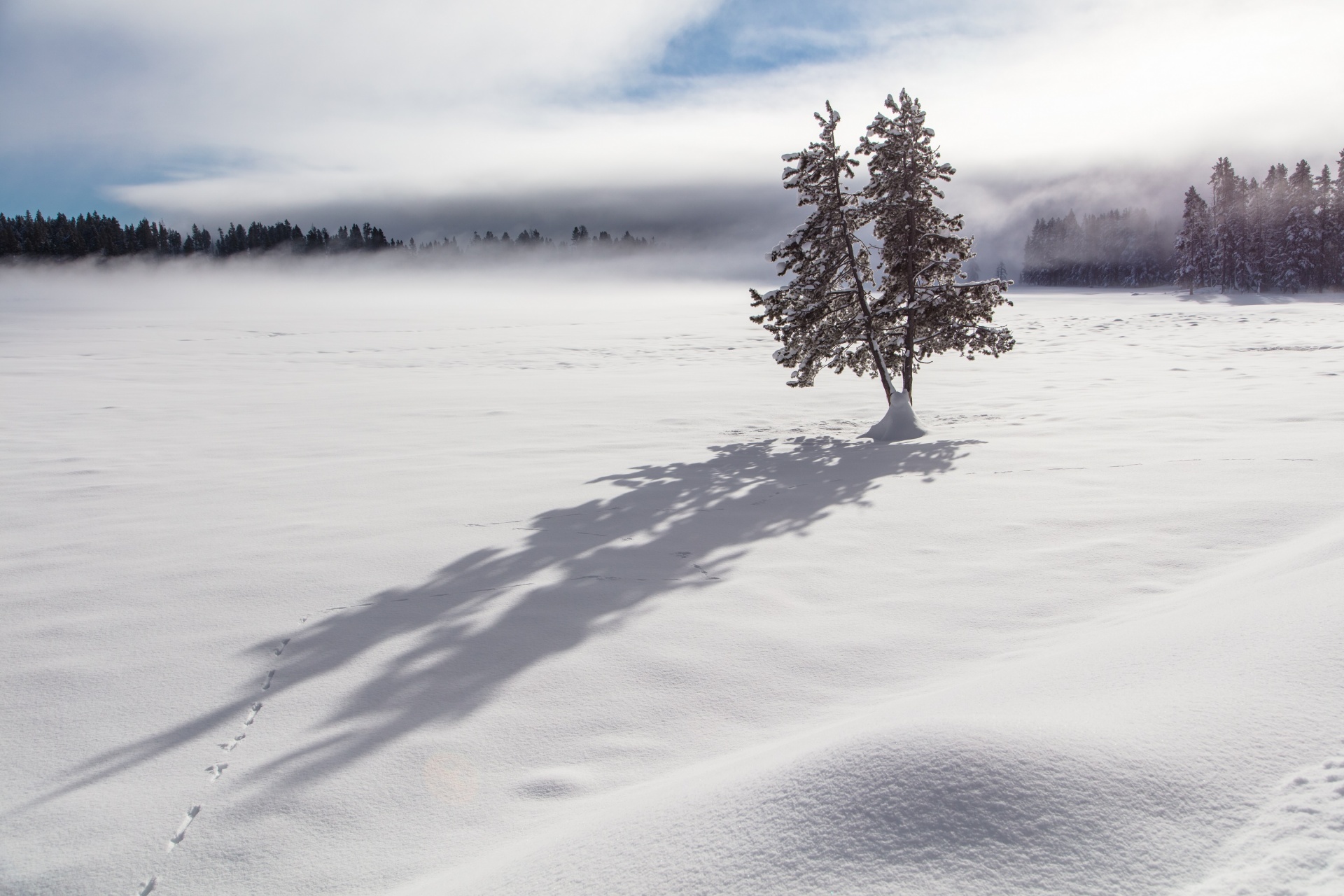 tree snow shadow free photo