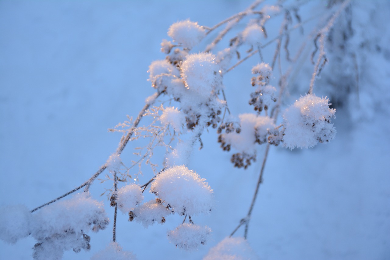 snow branch cold free photo