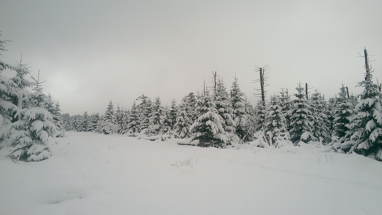 snow forest white free photo