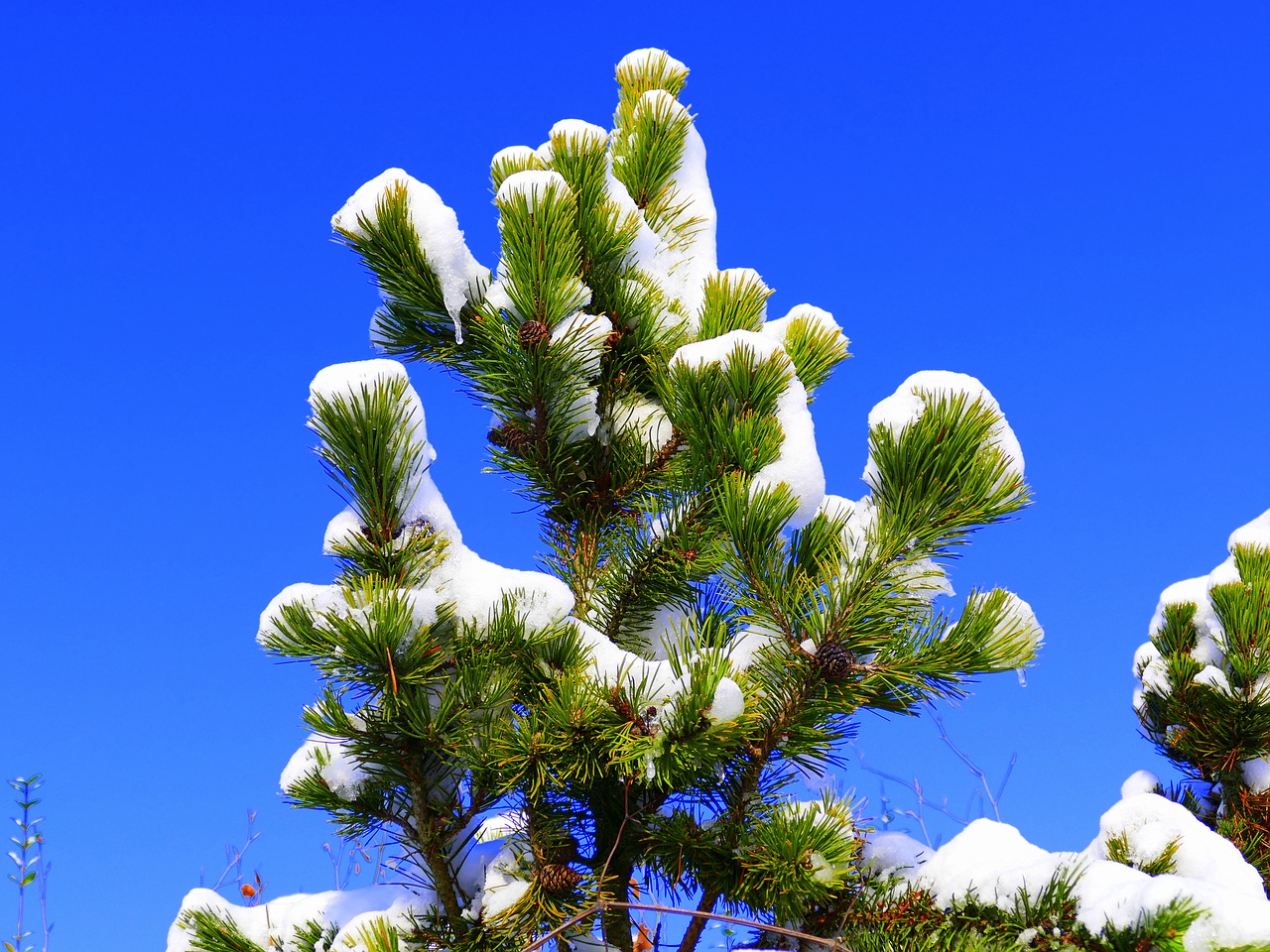 snow branch winter free photo