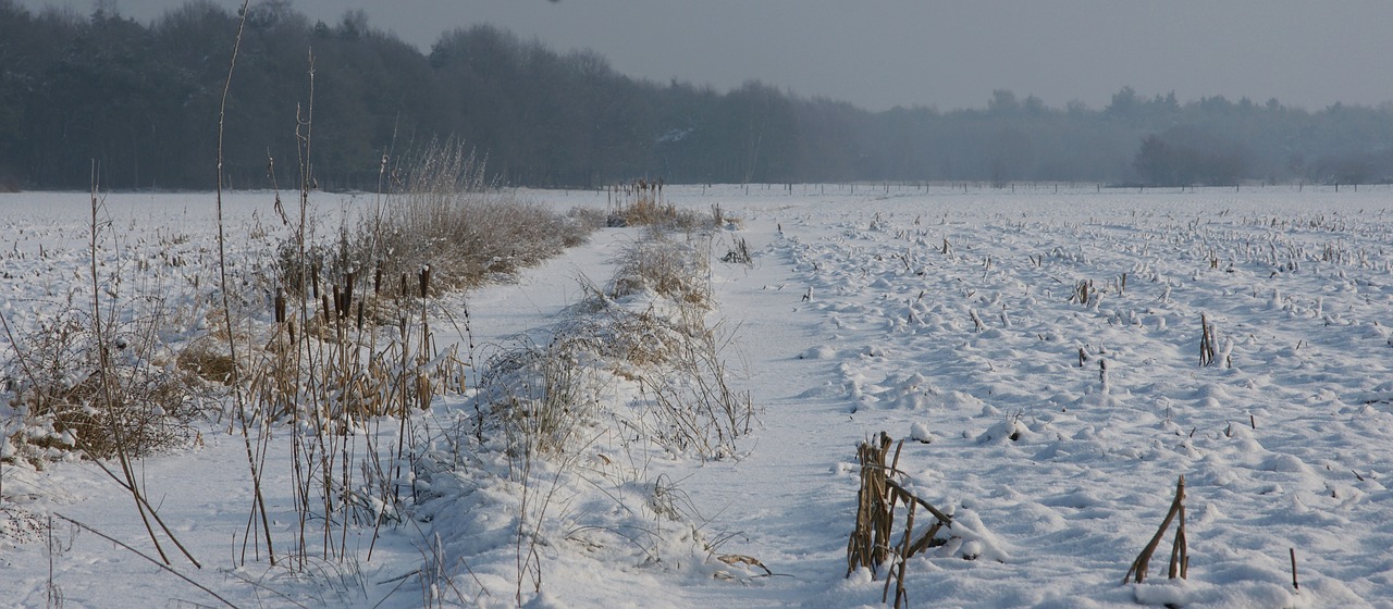 snow winter landscape helvoirt free photo