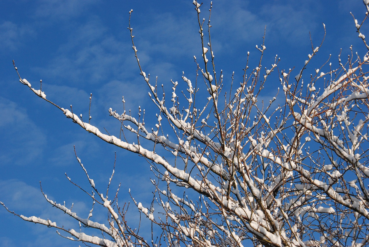 snow winter branch free photo