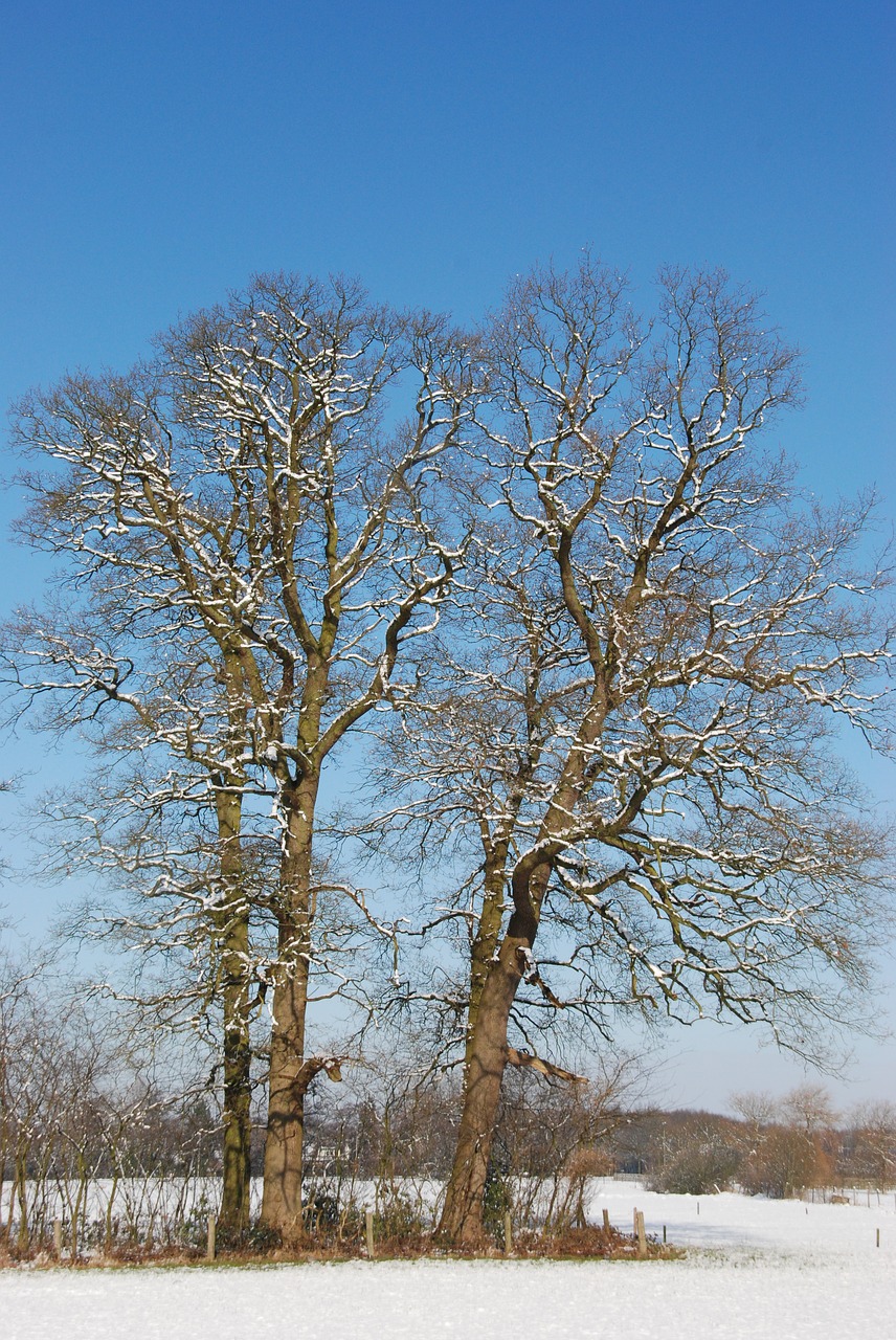 snow winter tree free photo