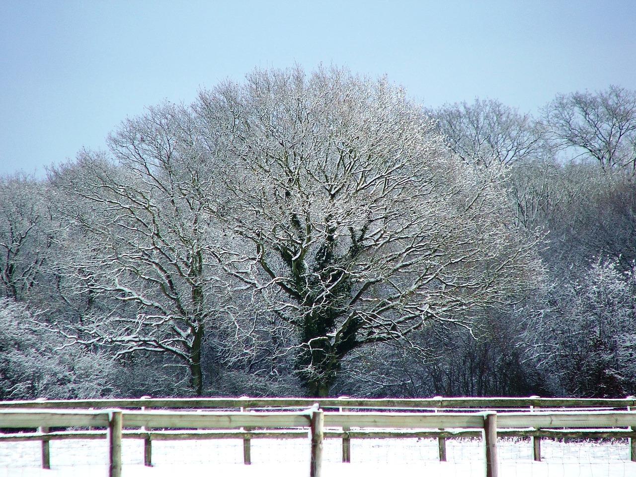 snow tree kent free photo