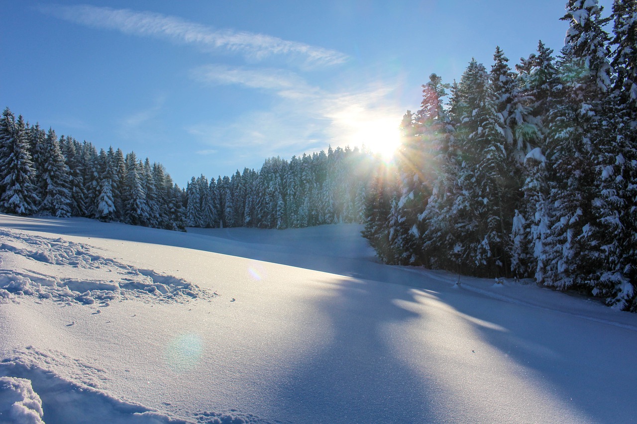 snow sun tree free photo