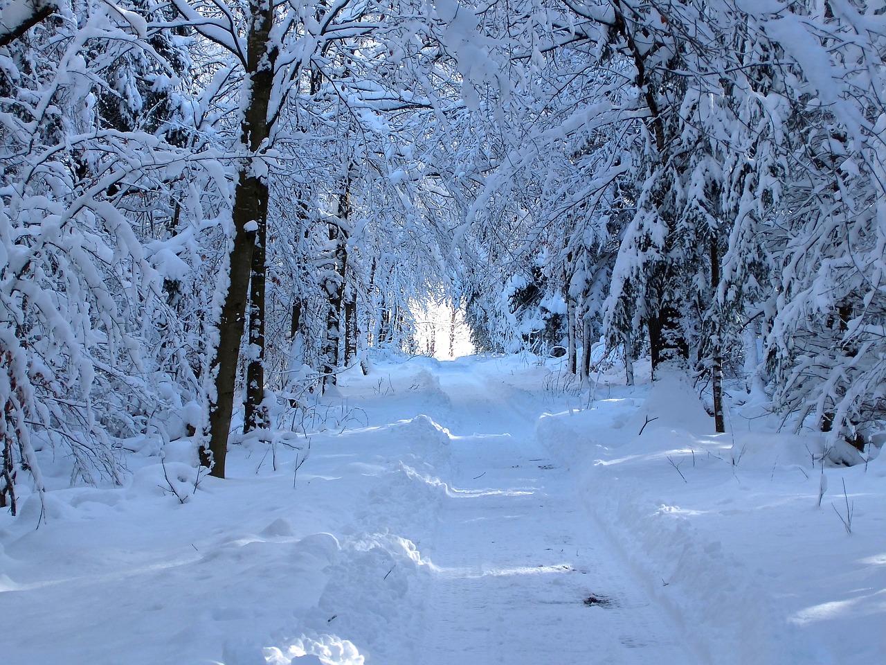 snow forest path walk free photo