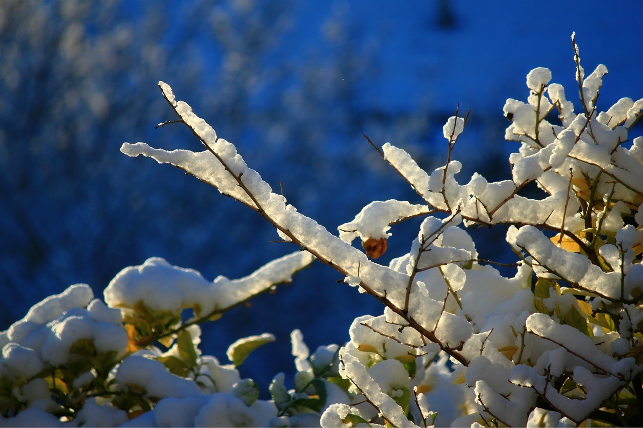 snow winter ice free photo