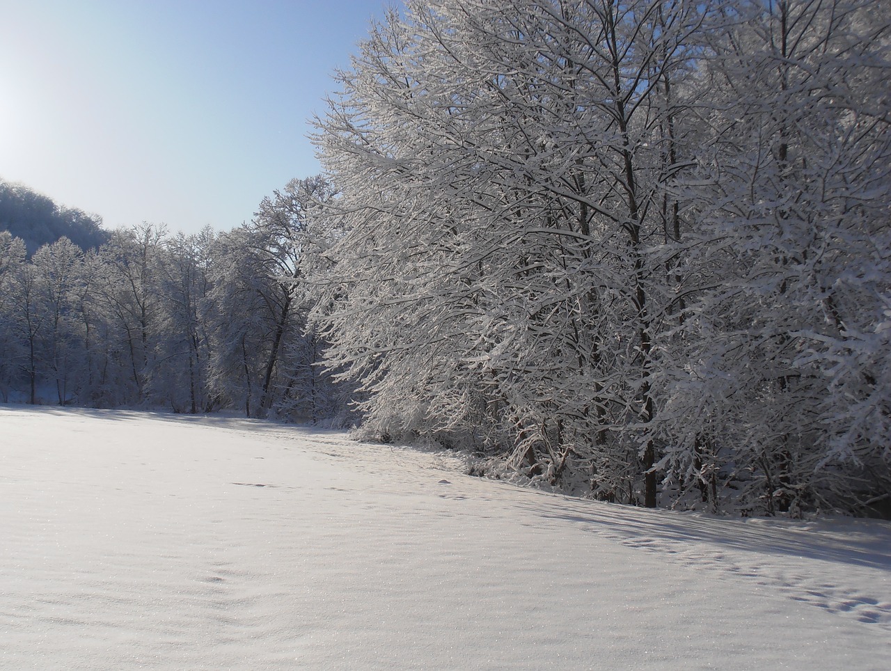 snow morning winter free photo